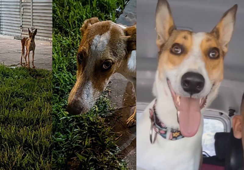 Naomi, a cachorrinha resgatada das ruas da Argentina magra e triste, ganhou um lar, foi cuidada e agora parece outra. O vídeo dela bateu 2,6 milhões. - Fotos: reprodução/Instagram/labachimanada