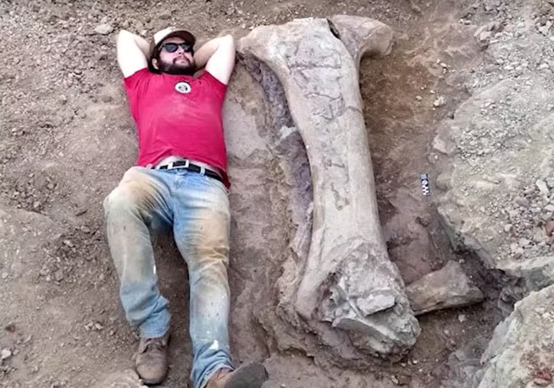 O fêmur do dinossauro gigante encontrado no Brasil tem mais de 1,5 metro. Isso indica que o animal teria 20 metros de altura. Foto: Reuters