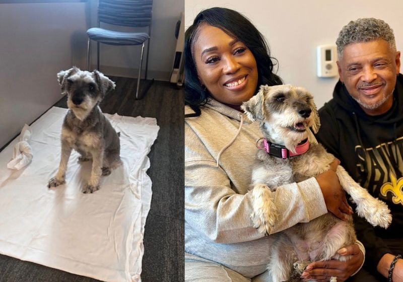 Koko, a cachorrinha desaparecida em 2024, no Texas, foi encontrada em Nova Jersey (EUA) e devolvida à família. Eles já tinham perdido a esperança. - Fotos: Clark Township Police Department