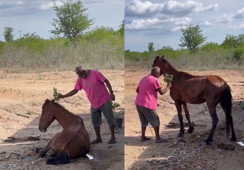 O rezador que fez o cavalo doente ficar em pé novamente é o seu Vanja, um idoso que mora numa casa simples no interior da Bahia. - Fotos: reprodução/Instagram/UelsonCardoso