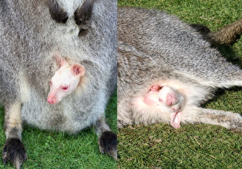 A equipe do zoo procura um nome neutro para o filhote de canguru albino porque ainda não sabe se ele é macho ou fêmeas. Veja as fotos. - Fotos: Little Zoo/SWNS