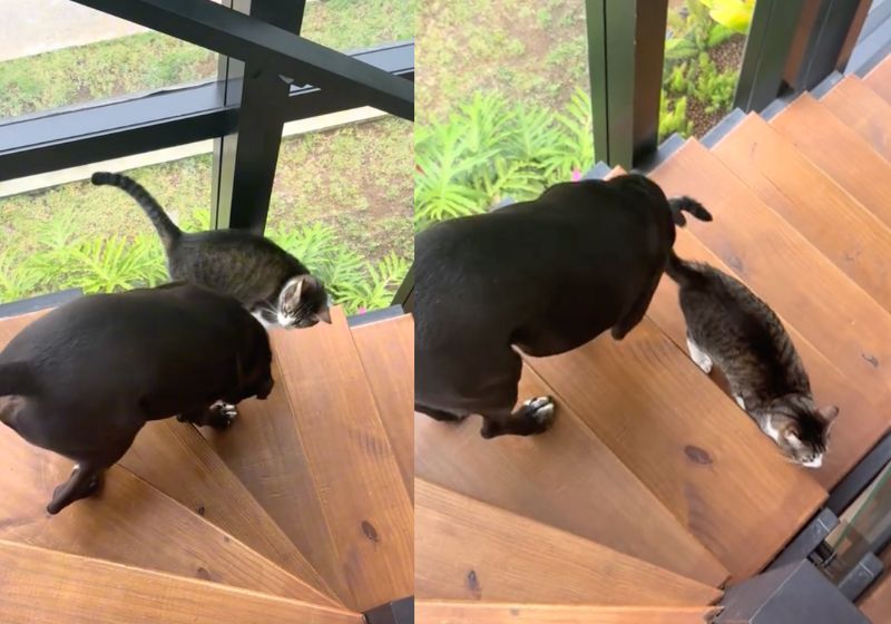 Tom e Black são o gatinho resgatado e o cachorro cego. O gato hoje ajuda o amigo a descer escadas com todo cuidado, no Rio de Janeiro. - Fotos: reprodução/Tiktok/@tomblackamigos