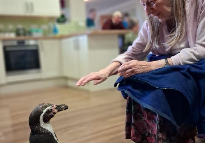 Os pinguins Pringle e Widget fizeram os vovôs de um lar para idosos terem um dia divertido na Inglaterra. Afastaram a solidão e levaram alegria. - Foto: The Lakes Care Centre, Cirences/SWNS