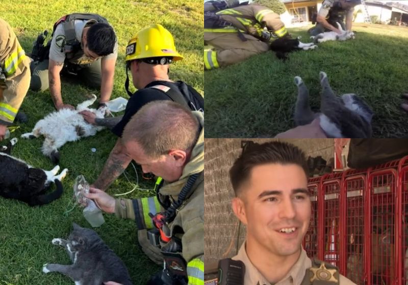 Os bombeiros encontraram os 4 gatinhos que não se mexiam mais no meio do incêndio, levaram para a grama, fizeram RCP e eles voltaram à vida. - Fotos: Riverside County Fire Department