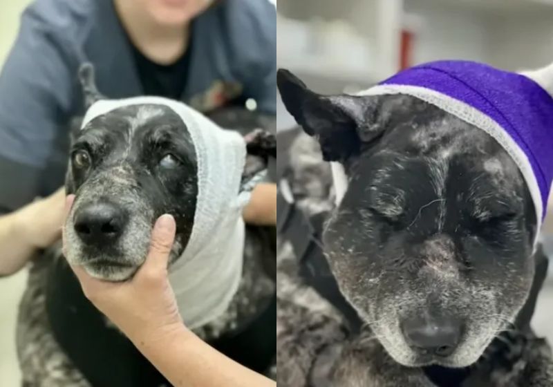 Honey é a cachorrinha cega que enfrentou um urso no sítio onde vive em Córdoba, na Argentina. Ela ficou bastante ferida e segue em tratamento. - Fotos: reprodução/ KOB4