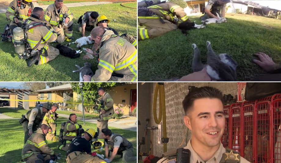 A ação terminou com os gatos vivos e o sorriso no rosto dos bombeiros. - Foto: Riverside County Fire Department