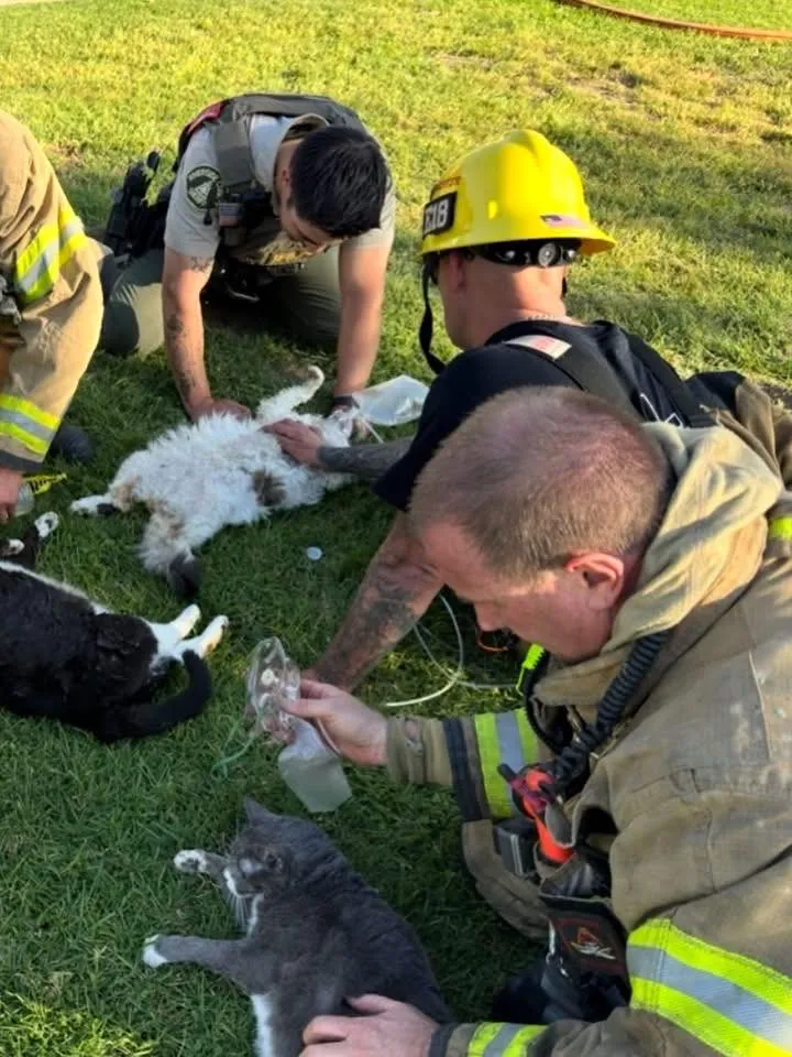 Eles não pararam até que os 4 gatinhos voltassem à vida. - Foto: Riverside County Fire Department