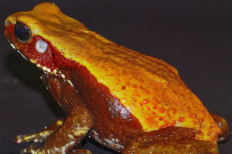 O sapo-cururu Rhaebo guttatus é nativo da Amazônia (Foto: Carlos Jared)