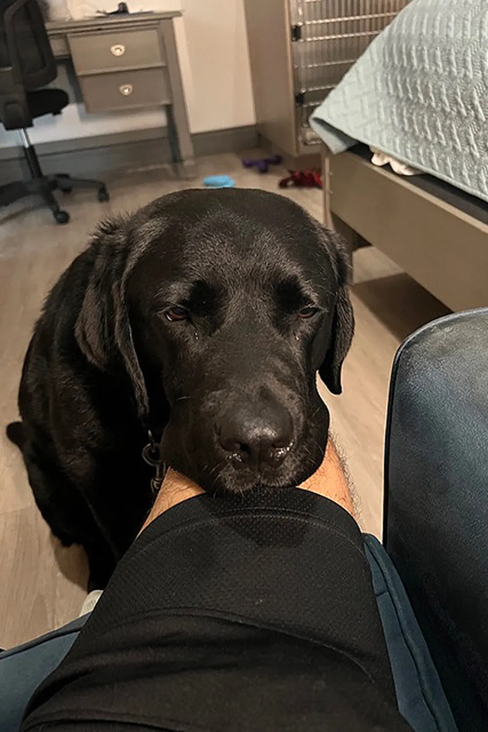 O cachorro labrador Jerry na perna do tutor cego que estava com trombose e não sabia. - Foto: Dogs Inc 