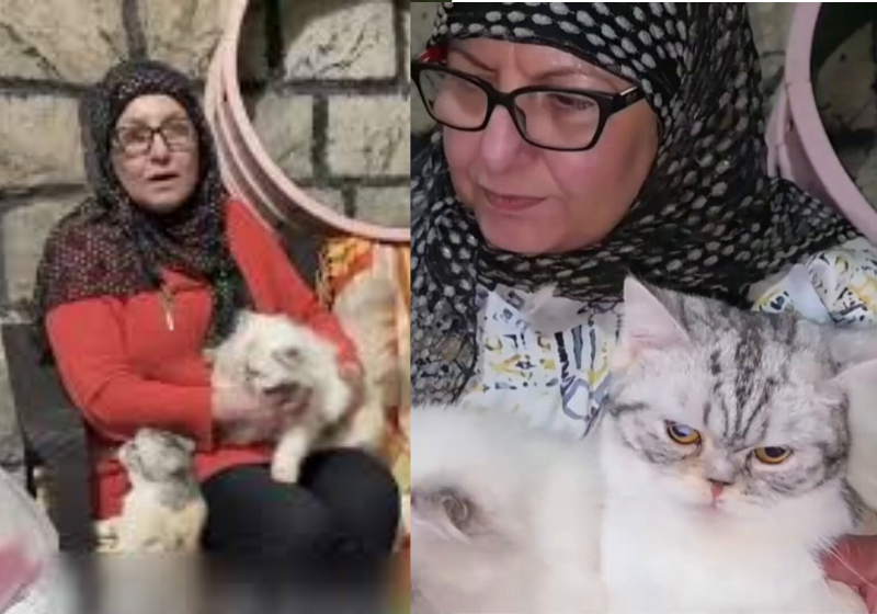 A idosa conseguiu tirar 40 gatos sozinha de dentro de casa durante os ataques no Líbano - Foto: redes sociais
