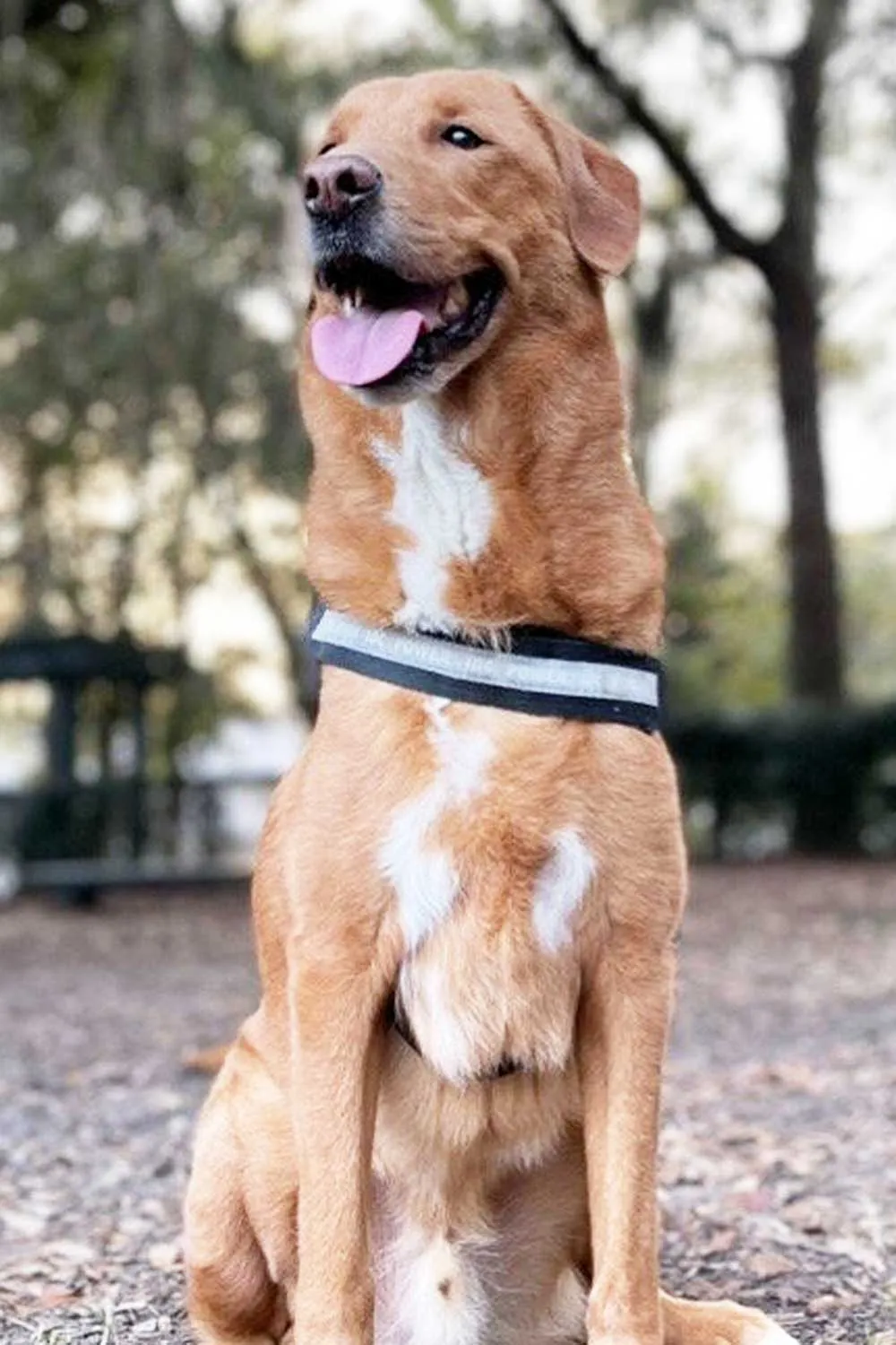 Ceto, o cachorro herói da família Johnson. - Foto: Chase Johnson/Clínica Cleveland/SWNS 