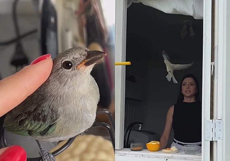 Uma moça encontrou um passarinho ferido, salvou e cuidou dele. Agora ela mostrou todo o processo nas redes sociais - Foto: reprodução redes sociais