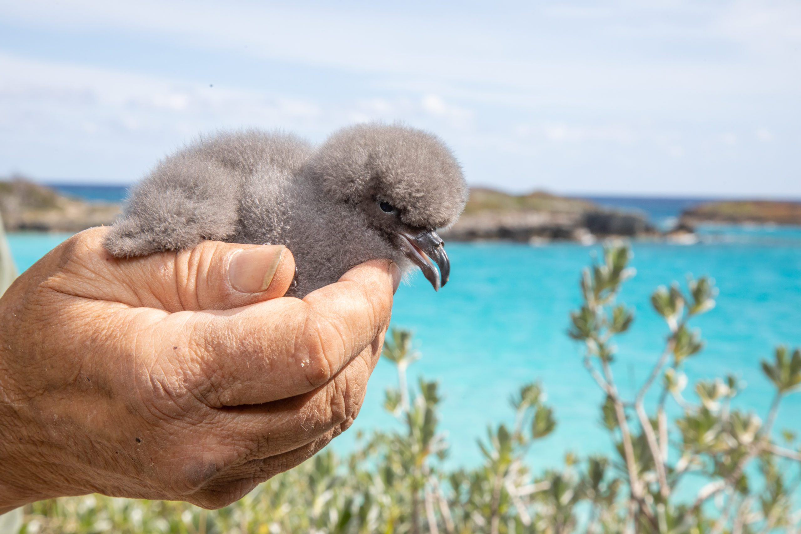 A ave segue sendo monitorada na ilha - Foto: Cahow Recovery Project