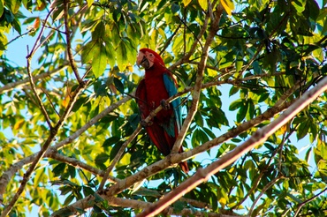 Um filhote de arara-vermelha-grande explora a mata próxima ao ninho em Porto Seguro.  Foto: Cetas Porto Seguro/Ibama