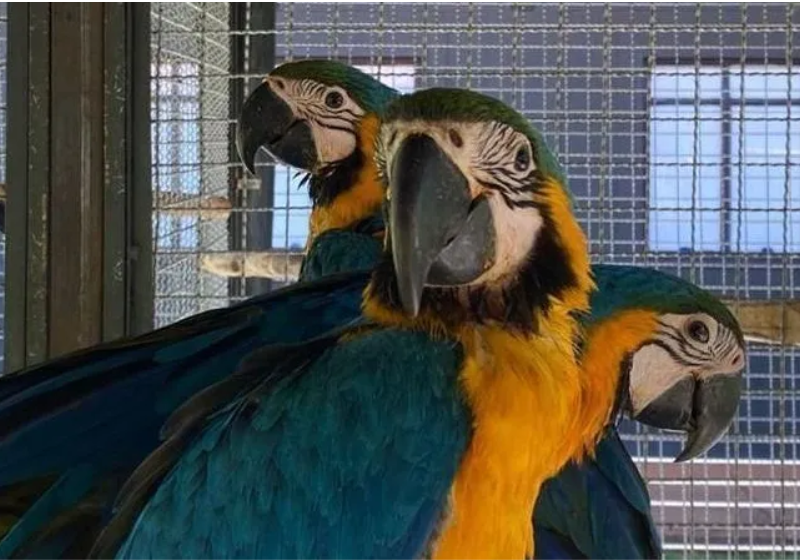 As araras-canindé sumiram da região por causa da caça excessiva e agora, 200 anos depois, voltam a voar no Rio - Foto: reprodução