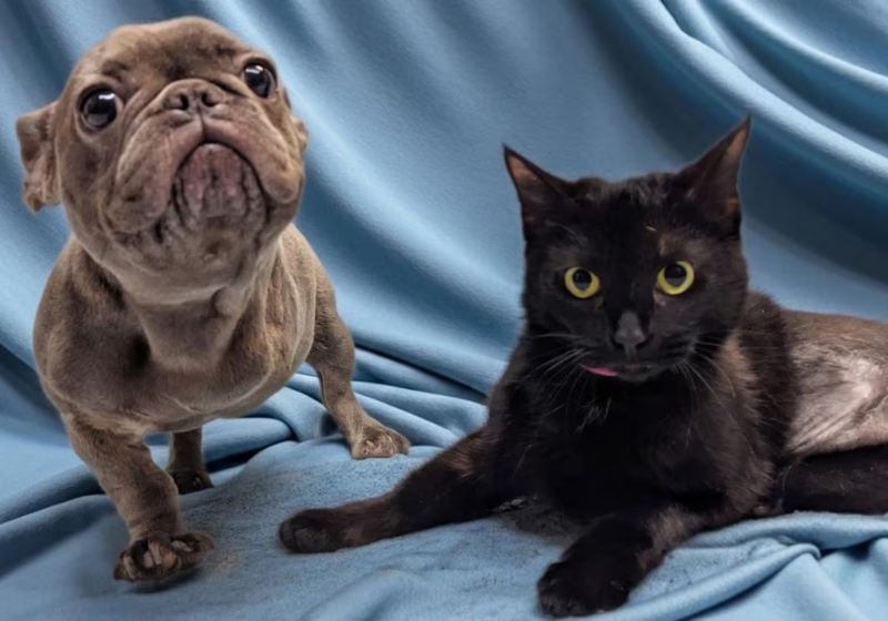 A cadela e a gatinha tiveram a perna amputada, criaram uma amizade inseparáveis e acabaram ganhando uma família - Foto: reprodução Facebook