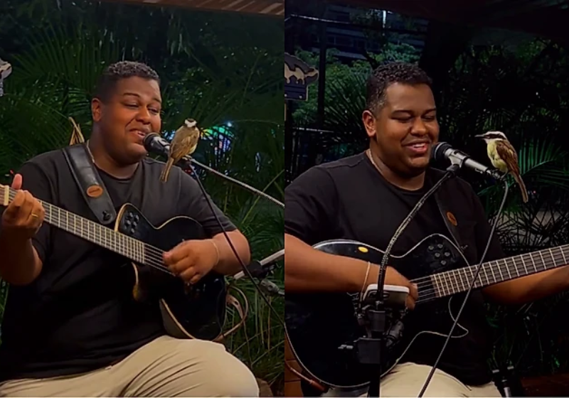 O passarinho veio, pousou no microfone do cantor e ficou ali durante toda a apresentaação. Fã número 1 que chama! - Foto: redes sociais