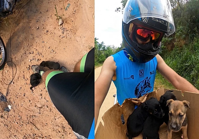 O atleta encontrou os cachorros abandonados em um mato, levou para casa e agora busca um lar adotivo - Foto: redes sociais
