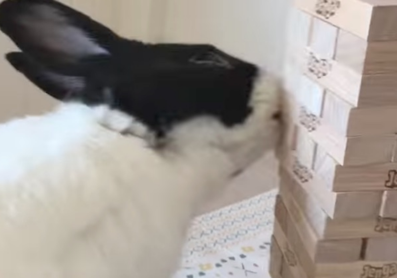O coelhinho foi resgatado doente e hoje, saudável, arrasa no Jenga. O vídeo viralizou - Foto: YouTube