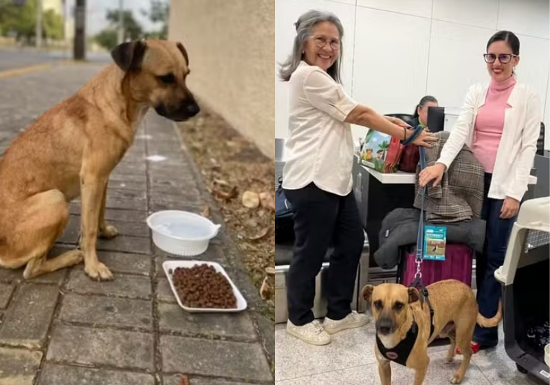 O caramelo Costelinha foi adotado e agora já está com a nova família na Suíça. - Foto: Redes sociais/Reprodução