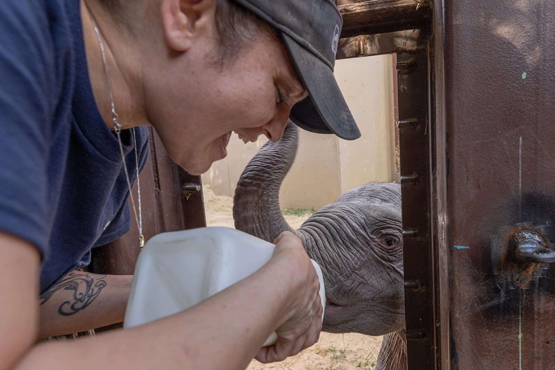 A mamadeira gigante que ela toma várias vezes ao dia. -  Foto: divulgação Smithsonian’s National Zoo and Conservation Biology Institute  