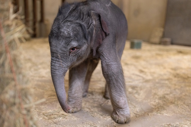 A elefantinha quando nasceu, em fevereiro. - Foto: Roshan Patel, Smithsonian’s National Zoo and Conservation Biology Institute 