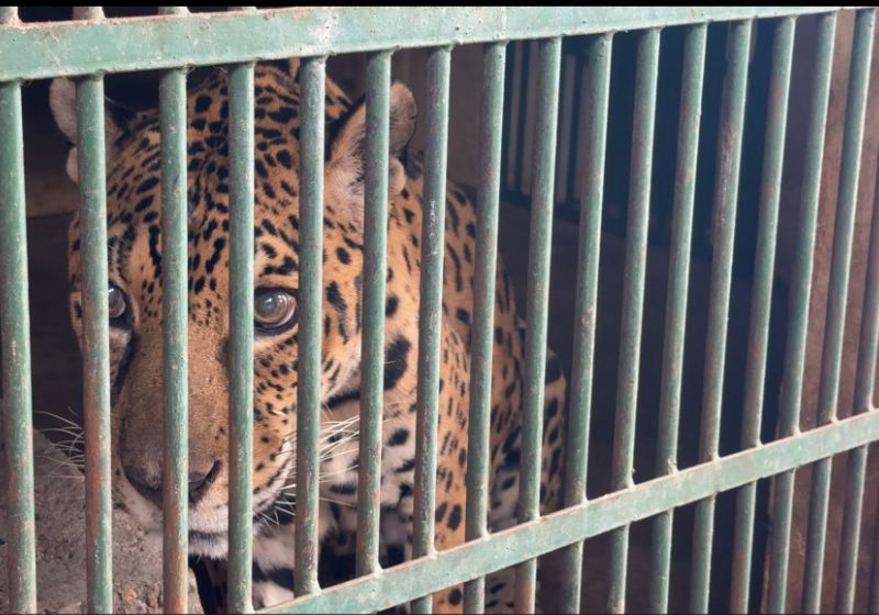 Jack, a onça-pintada do Pará que recebeu transfusão de sangue em SP, tem doença renal aguda e já apresenta melhoras após o procedimento. - Foto: Divulgação/CEMPAS