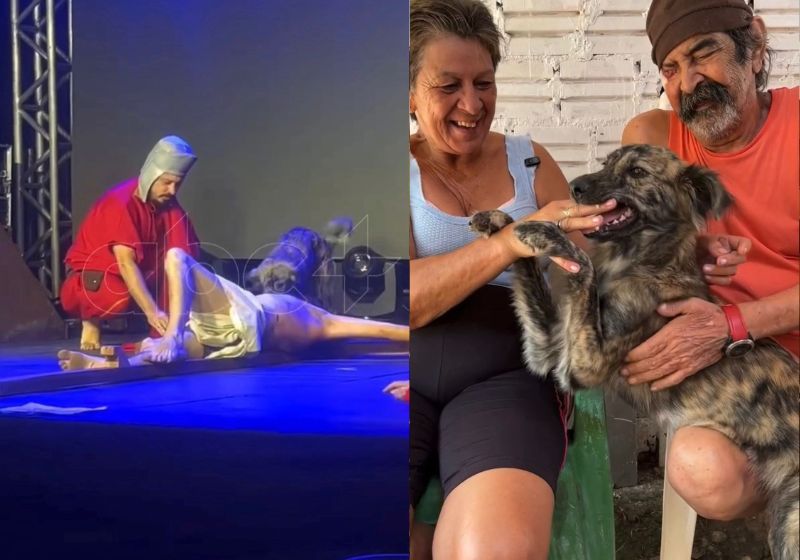 Pulgueria, a cachorrinha que defendeu Jesus na Paixão de Cristo, tinha desaparecido na enchente de 2024 no RS. Após o vídeo, voltou para casa em Sapiranga. - Fotos: reprodução/ABC+