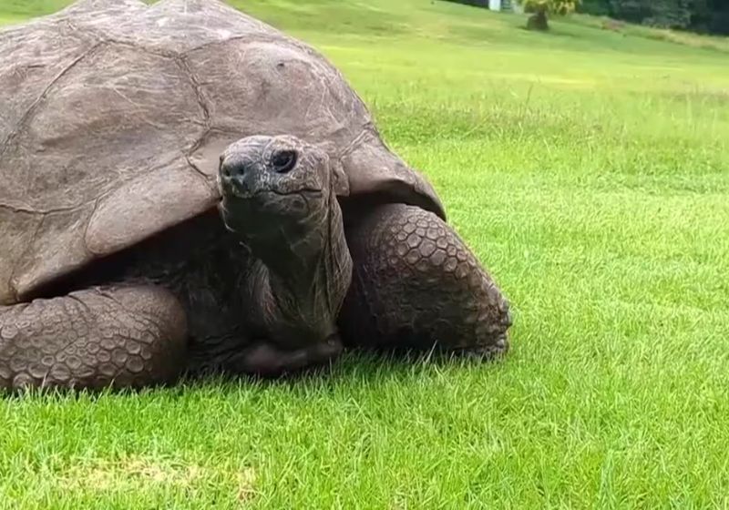 A notícia de que Jonathan, a tartaruga mais velha do mundo, teria morrido era golpe para arrecadar dinheiro. Está vivo na ilha de Santa Helena. - Foto: reprodução/AP