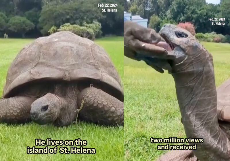 A AP confirmou que Jonathan, a tartaruga mais velha do mundo, está viva, sim! - Fotos: reprodução/AP