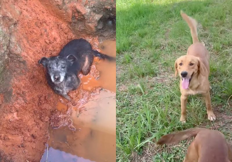 O caramelo viu a cachorrinha idosa caída na vala, em Curitiba (PR) e levou a socorrista da ONG até a bichinha, que foi resgata, tratada e agora vai para adoção. - Fotos: reprodução/Instagram/@projeto_meaudote