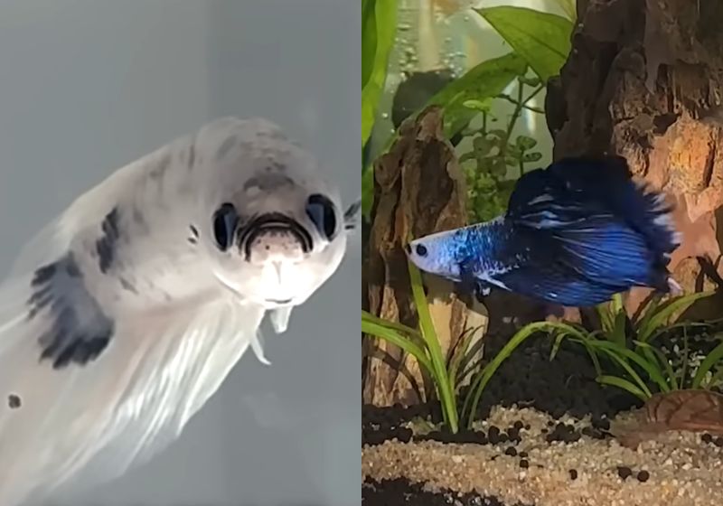 O vídeo do Stevie, o peixe betta que era branco e triste e ficou azul e feliz viralizou nas redes. - Fotos: reprodução/TheDodo