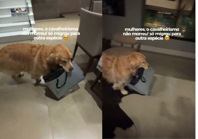 O Alfredo mostra que é um golden cavalheiro mesmo. Com delicadeza, ele pega a bolsa de compras para ajudar a tutora quando chega em casa. - Fotos: reprodução/ Instagram/ @ogoldenalfredo