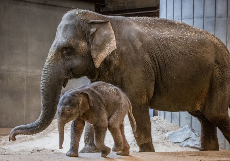 Linh Mai, a elefantinha rejeitada pela mãe, foi "adotada" pela fêmea Swarna, de 52 anos, que nunca teve filhotes, num zoo dos EUA. - Foto: Brett Kuxhausen, Smithsonian’s National Zoo and Conservation Biology Institute