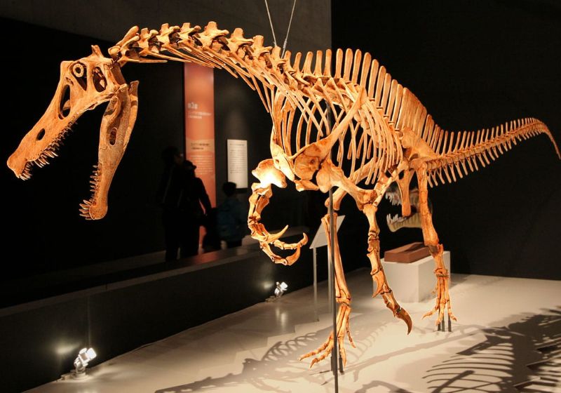 O dinossauro brasileiro Irritator challengeri foi roubado da Chapada do Araripe, há 30 anos, levado para a Alemanha e agora será repatriado - Foto: CC