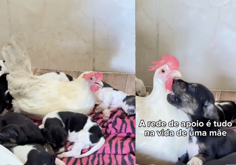 A galinha que aquece filhotes de cachorro mora numa fazenda no MS. “Ela acolhe, protege, dá carinho, limpa e aquece". - Fotos: reprodução / Instagram / @tutudoagro