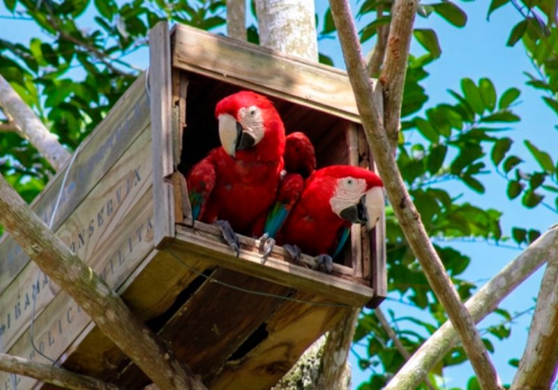 Os primeiros filhotes da arara-vermelha-grande nasceram em Porto Seguro (BA). Na foto, os pais deles estão no ninho preparado por projeto do Ibama. - Foto: Cetas Porto Seguro/Ibama