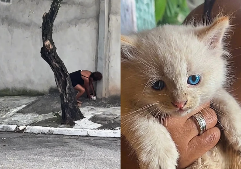 O gatinho foi resgatado por um casal e ganhou o coração de toda a família. O vídeo acabou viralizando nas redes sociais - Foto: reprodução Instagram