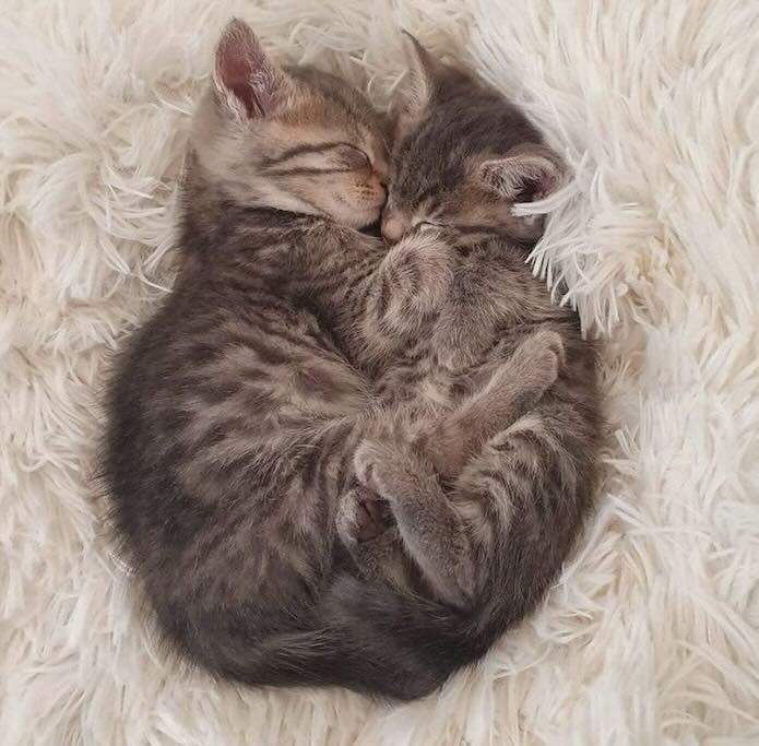 Danielle adotou dois gatos machos da mesma ninhada em 2020: o Bodhi e Braxon, que sumiram em julho de 2021. - Foto: Danielle Arme / SWNS