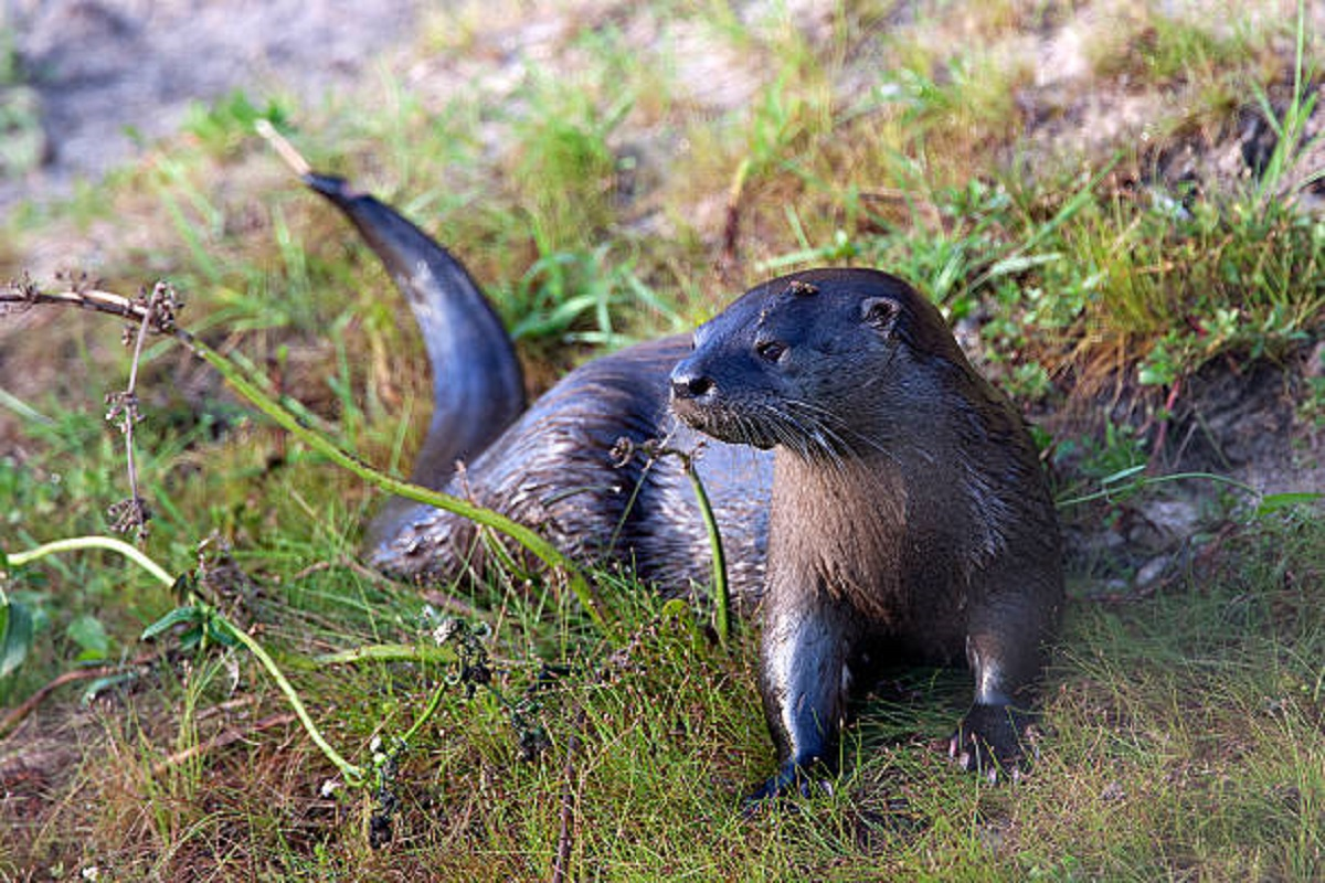 A lontra gigante deixou de ser vista no Chaco argentino no início do século passado. Agora reapareceu na mesma região - Foto:: reprodução