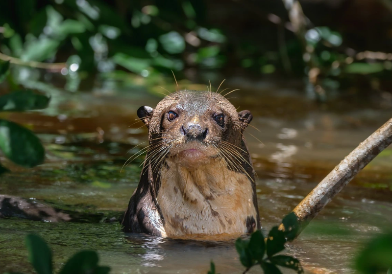 Após quase 110 anos, uma lontra gigante reapareceu na Argentina. A espécie era considerada extinta - Foto: reprodução
