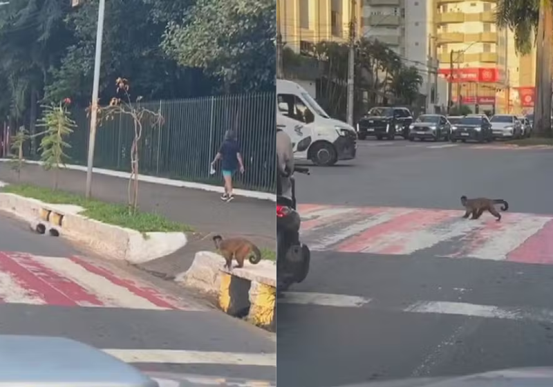 O macaquinho aguardou o trânsito e atravessou pela faixa de pedestres. A cena viralizou - Foto: redes sociais