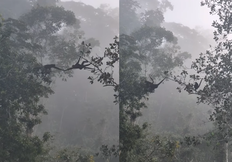 Macacos atravessam árvore de um jeito organizado e fotógrafo registra o momento único - Foto: redes sociais