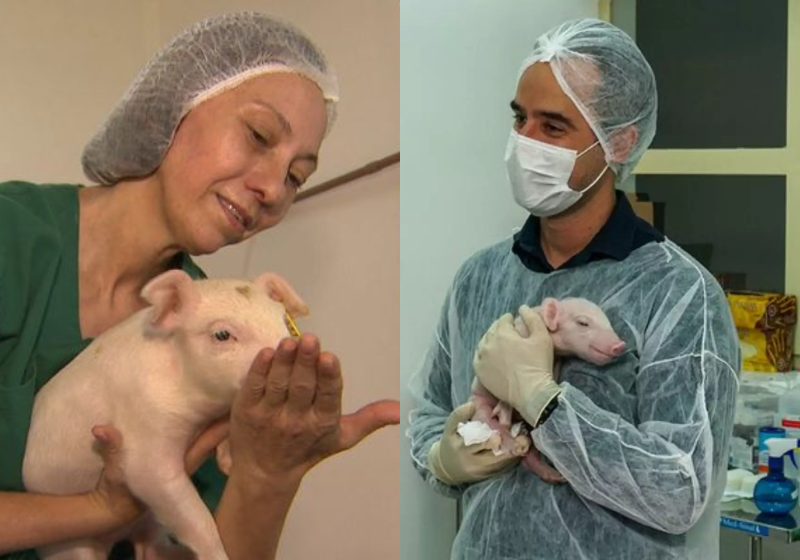 O primeiro porco clonado do Brasil foi doado pela USP ao SUS - Foto: USP