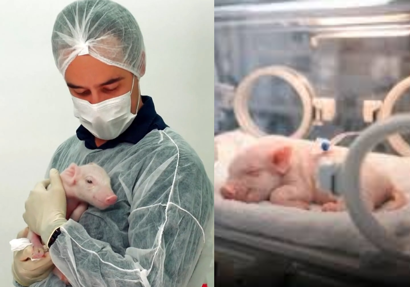 O primeiro clonado nasceu saudável e agora a nova fase das pesquisas inicia.. O animal pode salvar vidas - Foto: G1