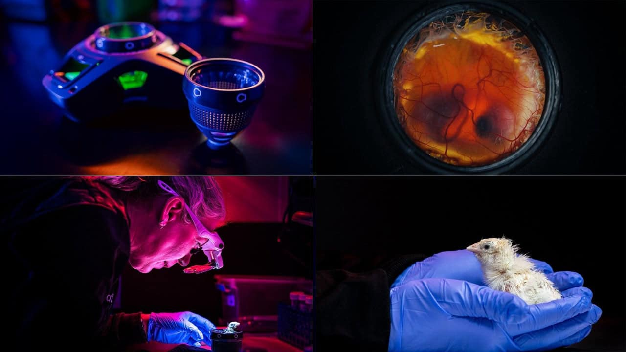 A empresa de biotecnologia Colossal Biosciences anunciou o nascimento dos primeiros pintinhos gerados a partir de um ovo artificial – Foto: Divulgação/Colossal Biosciences