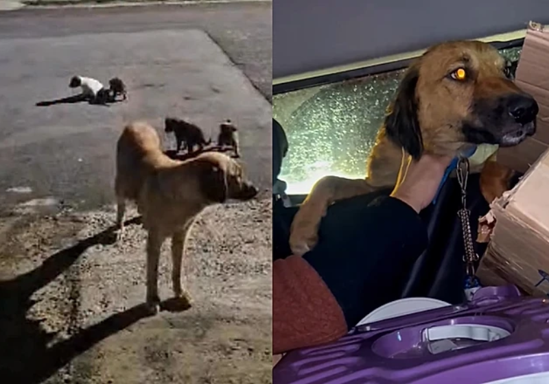 Uma cachorrinha foi resgatada com os filhtes dela. Segundo a cuidadora, a pet havia cavado um buraco para proteger os bebês do frio - Foto: Instagram