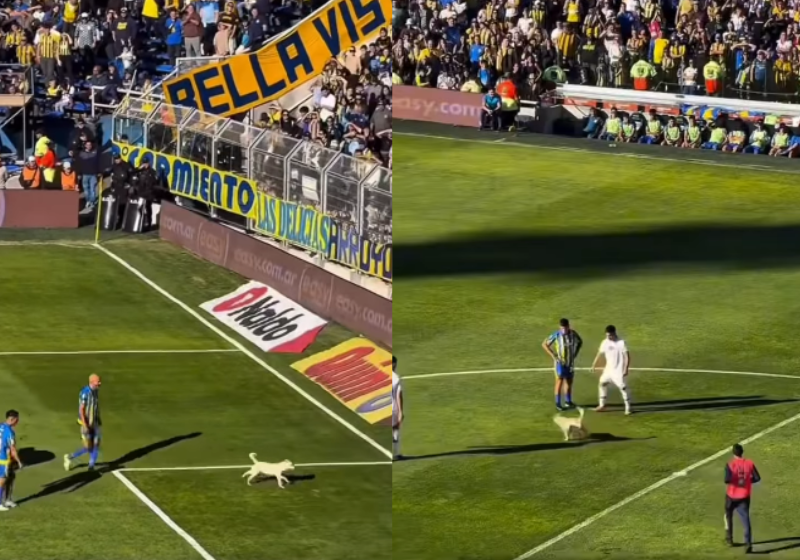 O cachorro invadiu o campo de futebol, driblou jogadores e seguranças e ganhou a internet - Foto: Twitter