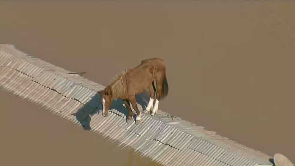 Cavalo Caramelo ilhado sobre telhado no bairro Mathias Velho, em Canoas — Foto: Reprodução