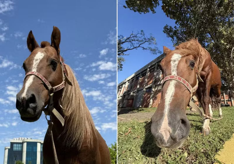 O cavalo Caramelo foi considerado um símbolo das enchentes que atingiram o Rio Grande do Sul, em 2024 - Foto: Bruna Linck/Ascom Ulbra